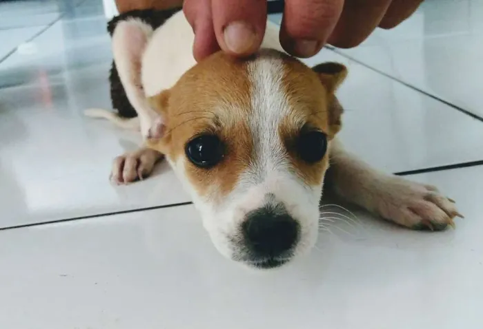 Cachorro ra a Vira-latas idade 2 a 6 meses nome Catatau