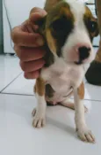 Estrelinha