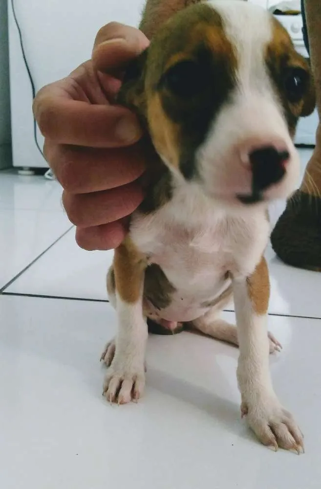 Cachorro ra a Vira-lata idade 2 a 6 meses nome Estrelinha