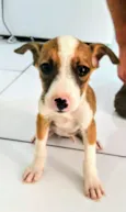 Estrelinha