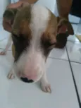 Estrelinha