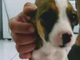 Estrelinha