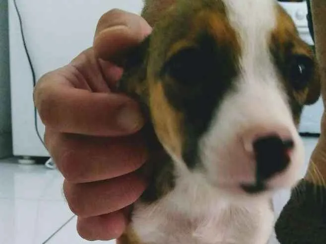 Cachorro ra a Vira-lata idade 2 a 6 meses nome Estrelinha