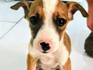 Cachorro raça Vira-lata idade 2 a 6 meses nome Estrelinha