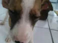 Estrelinha