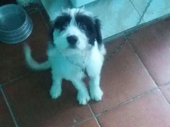 Cachorro ra a SRD idade 2 a 6 meses nome Meg