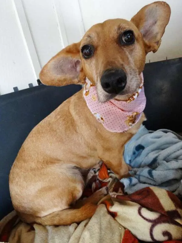 Cachorro ra a srd idade 3 anos nome Cacau