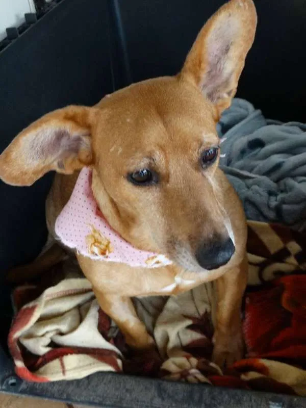 Cachorro ra a srd idade 3 anos nome Cacau