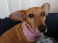 Cacau