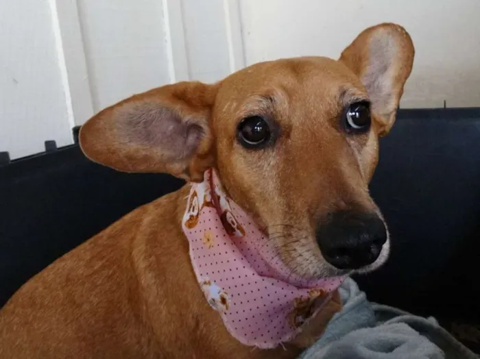 Cachorro ra a srd idade 3 anos nome Cacau