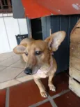 Cacau