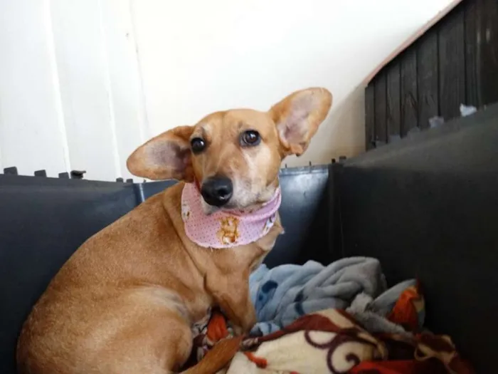 Cachorro ra a srd idade 3 anos nome Cacau
