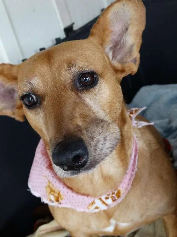 Cachorro ra a srd idade 3 anos nome Cacau