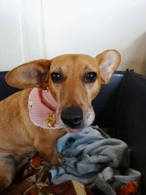 Cachorro ra a srd idade 3 anos nome Cacau