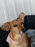 Cacau