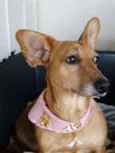 Cacau