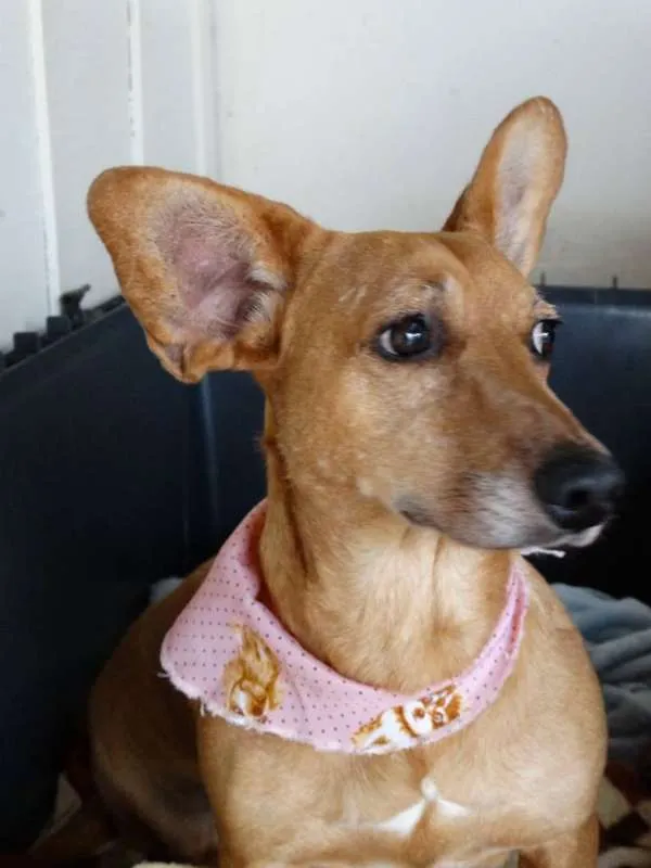 Cachorro ra a srd idade 3 anos nome Cacau