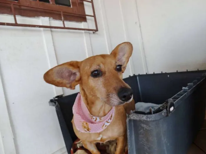 Cachorro ra a srd idade 3 anos nome Cacau
