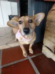 Cacau