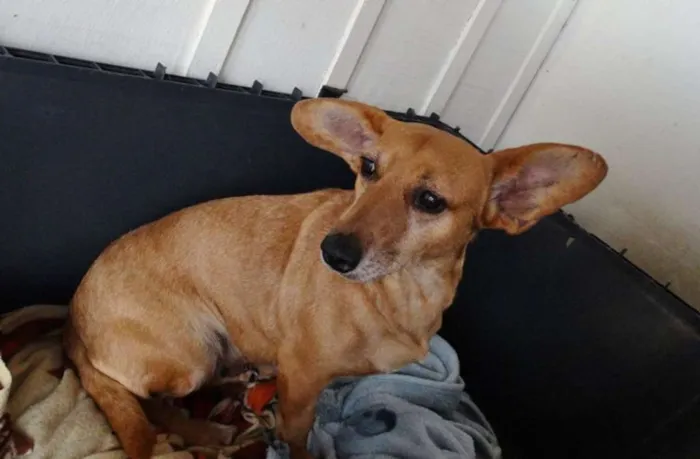 Cachorro ra a srd idade 3 anos nome Cacau