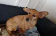 Cacau