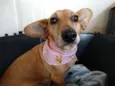 Cacau