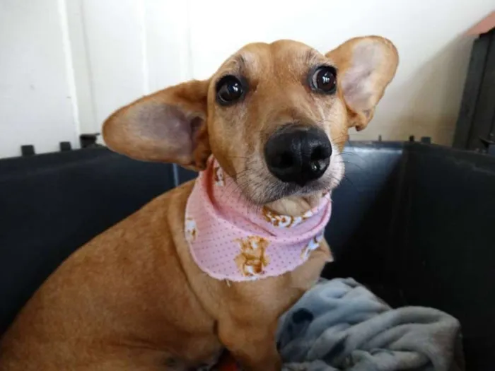 Cachorro ra a srd idade 3 anos nome Cacau