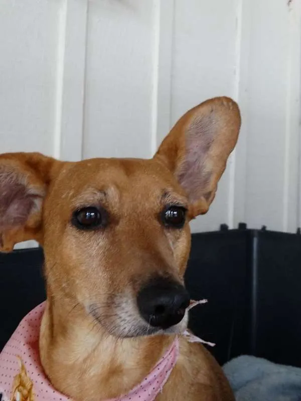 Cachorro ra a srd idade 3 anos nome Cacau