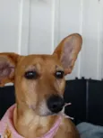 Cacau