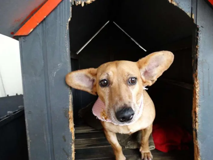 Cachorro ra a srd idade 3 anos nome Cacau