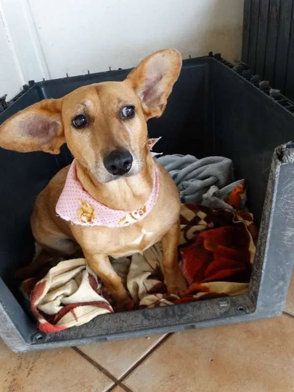 Cachorro ra a srd idade 3 anos nome Cacau