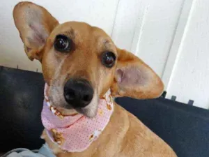 Cachorro raça srd idade 3 anos nome Cacau