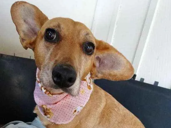 Cachorro ra a srd idade 3 anos nome Cacau