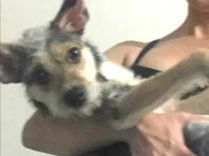Cachorro raça Vira-lata  idade 7 a 11 meses nome Dory