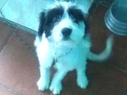 Cachorro ra a SRD idade 2 a 6 meses nome Meg
