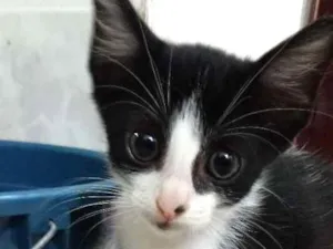 Gato raça Não definida idade 2 a 6 meses nome Flajola