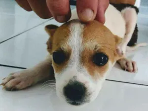 Cachorro raça Vira-latas idade 2 a 6 meses nome Catatau