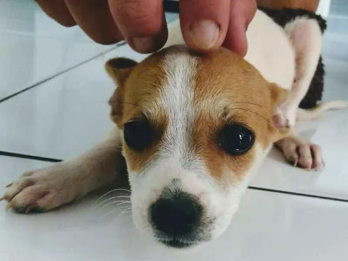 Cachorro ra a Vira-latas idade 2 a 6 meses nome Catatau