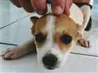 Cachorro raça Vira-latas idade 2 a 6 meses nome Catatau