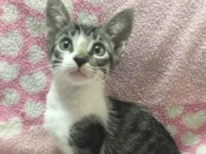 Gato raça SRD idade 2 a 6 meses nome AMEIXA