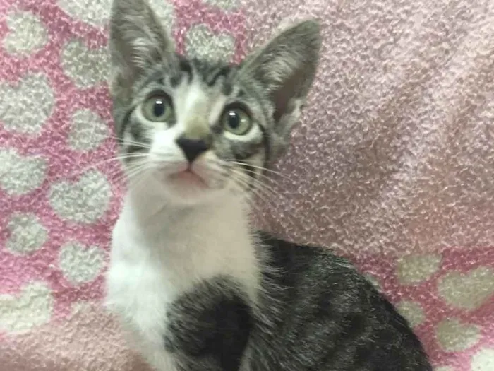 Gato ra a SRD idade 2 a 6 meses nome AMEIXA
