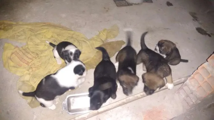 Cachorro ra a SRD idade Abaixo de 2 meses nome Vários