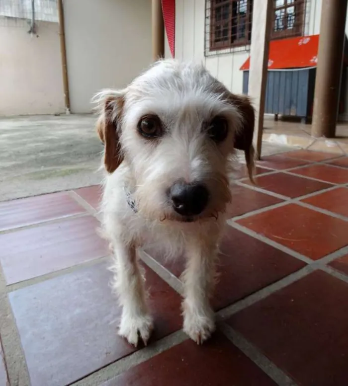 Cachorro ra a srd idade 2 anos nome Bella