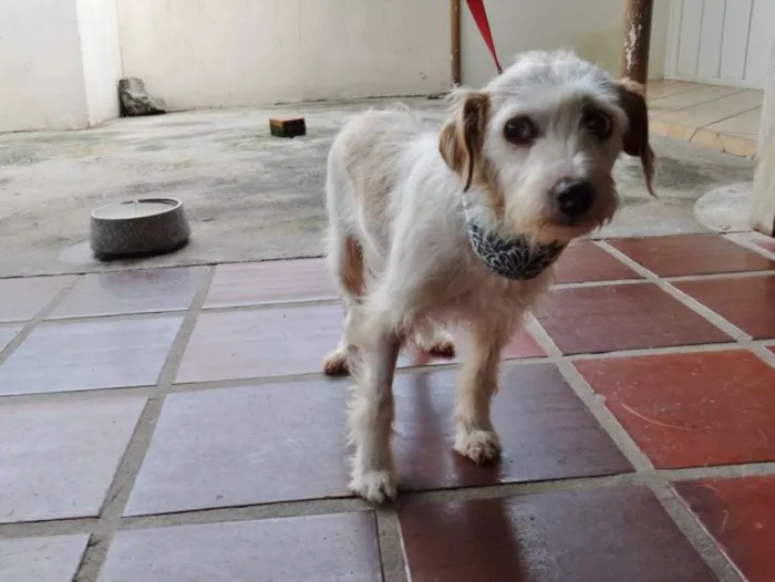Cachorro ra a srd idade 2 anos nome Bella