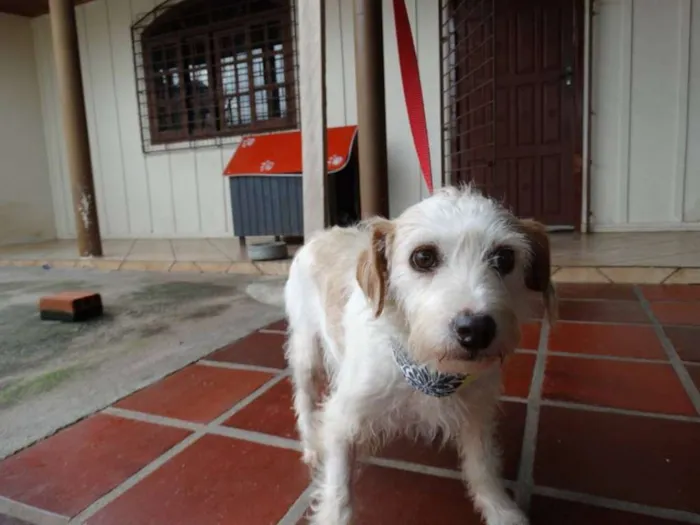 Cachorro ra a srd idade 2 anos nome Bella