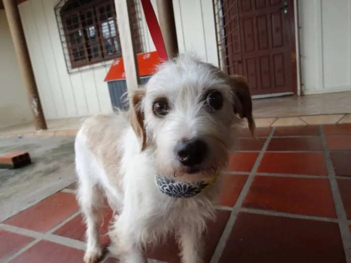 Cachorro ra a srd idade 2 anos nome Bella