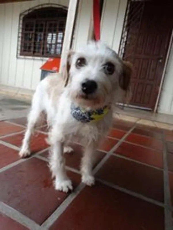 Cachorro ra a srd idade 2 anos nome Bella