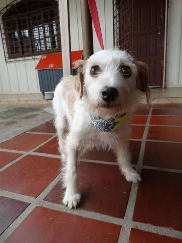 Cachorro ra a srd idade 2 anos nome Bella