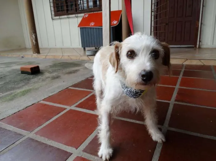 Cachorro ra a srd idade 2 anos nome Bella