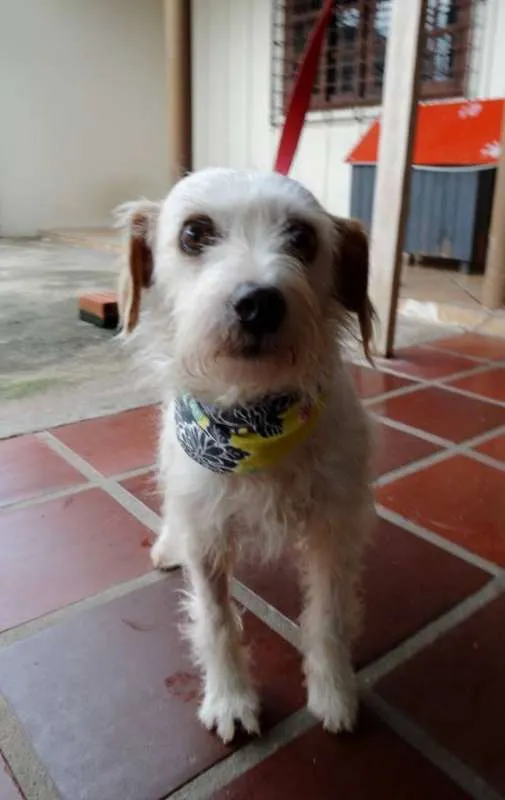 Cachorro ra a srd idade 2 anos nome Bella